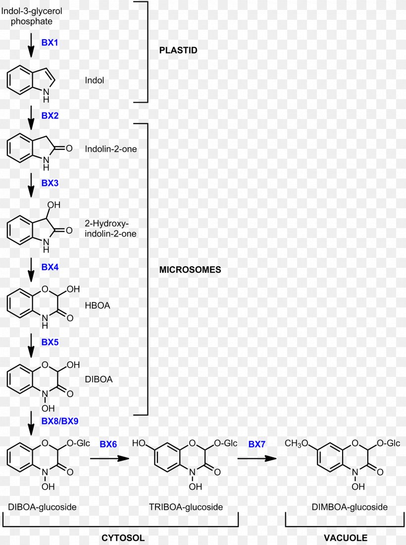 Benzoxazinone Biosynthesis DIMBOA Wheat Line, PNG, 1760x2359px, Biosynthesis, Area, Chemical Synthesis, Diagram, Document Download Free