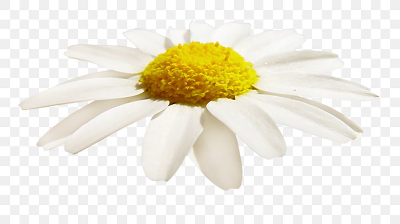 Cafe Oxeye Daisy Food, PNG, 800x459px, Cafe, Blog, Chamaemelum Nobile, Chamomiles, Chrysanthemum Download Free