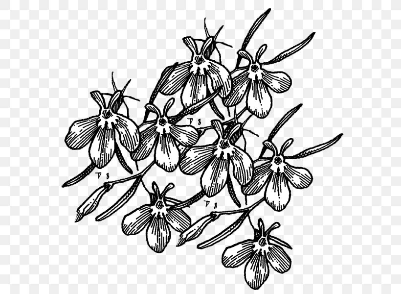 Twig Drawing /m/02csf Leaf, PNG, 600x600px, Twig, Artwork, Black And White, Branch, Butterflies And Moths Download Free