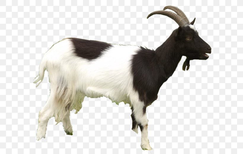 Black Bengal Goat Mountain Goat Sheep Clip Art, PNG, 626x519px, Black Bengal Goat, Animal, Computer Software, Cow Goat Family, Feral Goat Download Free