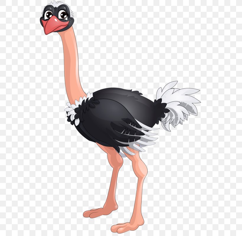 Common Ostrich Bird Albom Clip Art, PNG, 550x800px, Common Ostrich, Albom, Animal, Beak, Bird Download Free