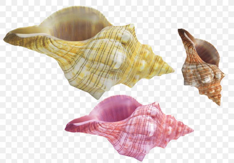 Conchology Seashell Sea Snail, PNG, 1000x700px, Conch, Cockle, Conchology, Designer, Elements Hong Kong Download Free