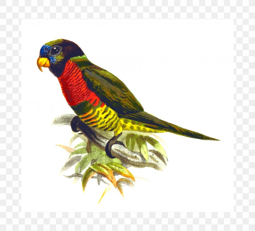 Parrot Bird Lories And Lorikeets Desktop Wallpaper Clip Art, PNG, 1920x1736px, Parrot, Beak, Bird, Coconut Lorikeet, Common Pet Parakeet Download Free