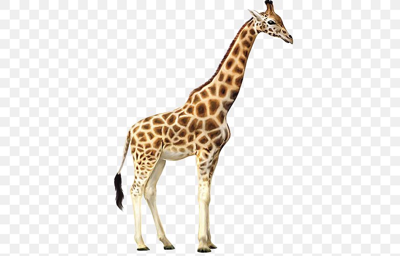Reticulated Giraffe Northern Giraffe, PNG, 600x525px, Reticulated Giraffe, Animal, Autocad Dxf, Cdr, Fauna Download Free