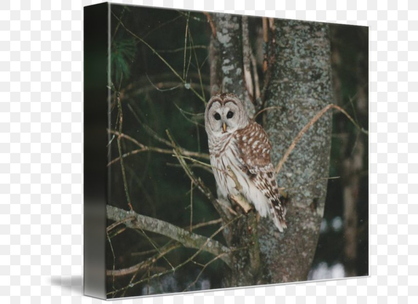 Barred Owl Gallery Wrap Hawk Canvas, PNG, 650x596px, Owl, Art, Barred Owl, Beak, Bird Download Free