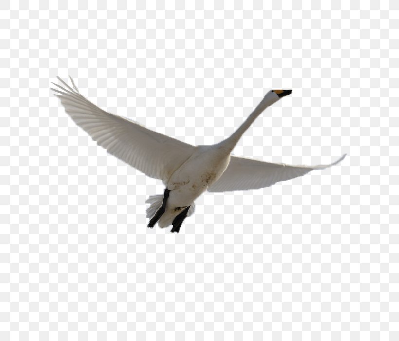 Cygnini Swan Goose Bird Domestic Goose, PNG, 700x700px, Cygnini, Animal, Beak, Bird, Cartoon Download Free