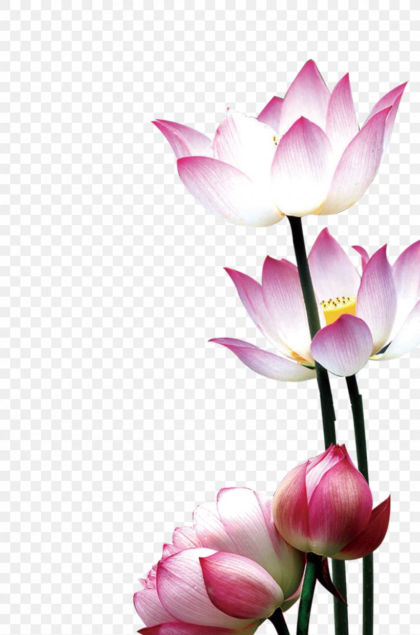 Flower Nelumbo Nucifera Water Lily, PNG, 1151x1742px, Flower, Aquatic Plant, Blossom, Cut Flowers, Falun Gong Download Free