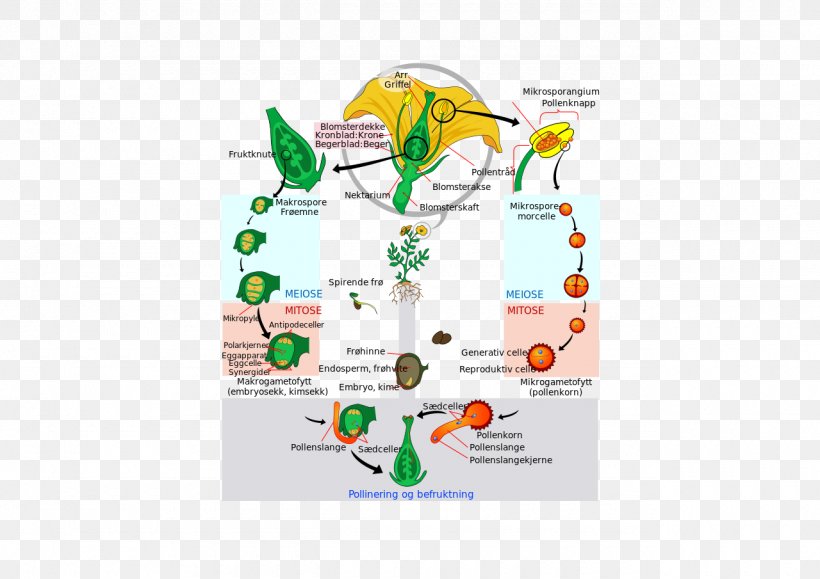 Flowering Plant Biological Life Cycle Diagram Gametophyte, PNG, 1280x905px, Flowering Plant, Alternation Of Generations, Area, Biological Life Cycle, Brand Download Free