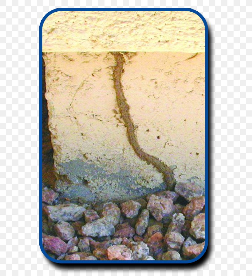 Formosan Subterranean Termite Pest Control Cockroach Eastern Subterranean Termite, PNG, 600x900px, Termite, Ant, Cockroach, Colony, Eastern Subterranean Termite Download Free