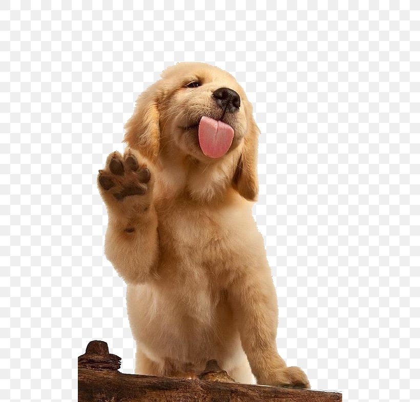 Golden Retriever Labrador Retriever German Shepherd Puppy Pet, PNG, 516x785px, Golden Retriever, Animal, Canidae, Carnivoran, Companion Dog Download Free
