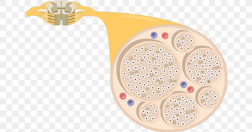 Nerve Fascicle Anatomy Multipolar Neuron Nervous System, PNG, 1200x630px, Nerve, Anatomy, Axon, Body Jewelry, Endoneurium Download Free