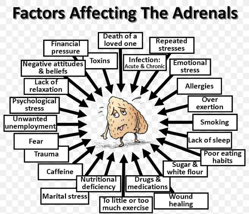 Adrenal Fatigue Adrenal Gland Hormone Stress, PNG, 800x705px, Watercolor, Cartoon, Flower, Frame, Heart Download Free
