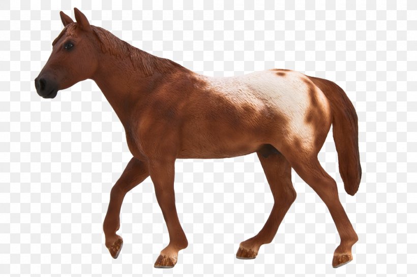 Appaloosa American Quarter Horse Thoroughbred Stallion Hanoverian Horse, PNG, 1000x667px, Appaloosa, American Paint Horse, American Quarter Horse, Animal, Animal Figure Download Free