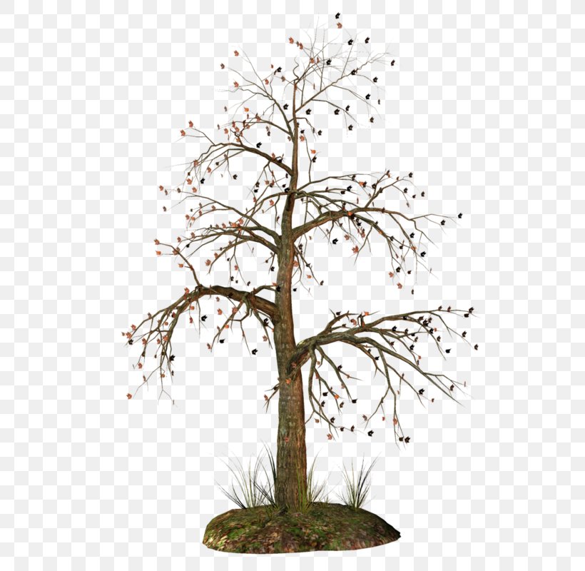 Clip Art Tree Trunk Image, PNG, 544x800px, Tree, Bonsai, Branch, Christmas Tree, Flower Download Free