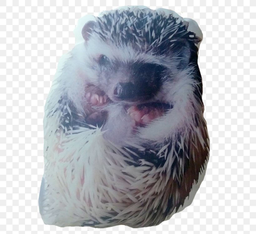 Domesticated Hedgehog Porcupine Fur Fauna, PNG, 615x750px, Domesticated Hedgehog, Domestication, Erinaceidae, Fauna, Fur Download Free