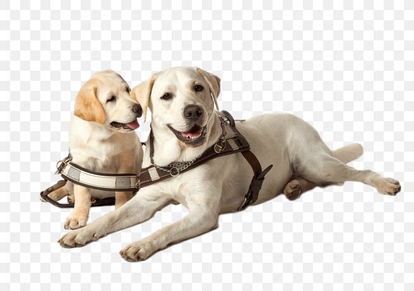 Labrador Retriever Golden Retriever Puppy Guide Dog Guide To Dogs, PNG, 2048x1440px, Labrador Retriever, Breed, Canidae, Carnivoran, Companion Dog Download Free