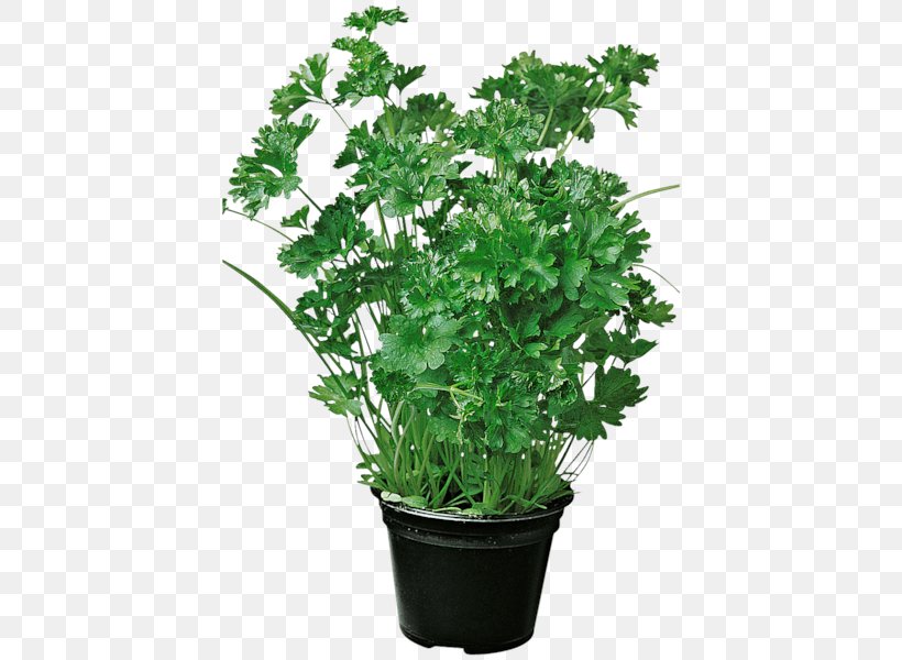 Parsley Flowerpot Casserole Marjoram REWE, PNG, 600x600px, Parsley, Casserole, Chives, Common Nettle, Fines Herbes Download Free