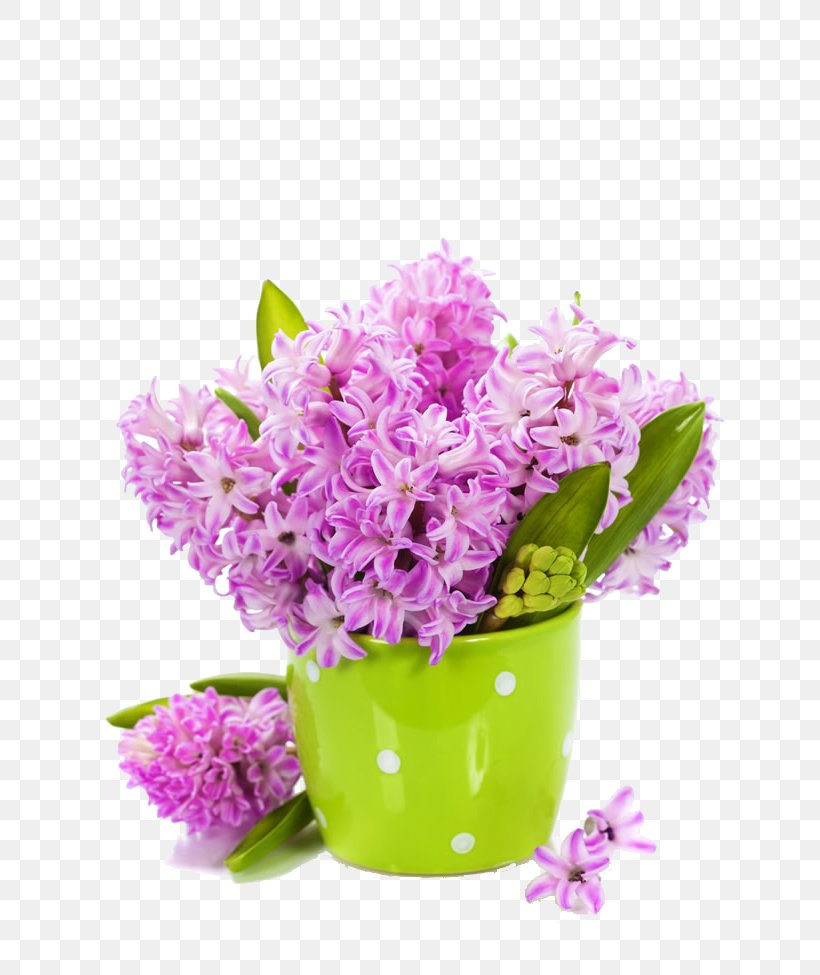 Large Flower Bed With Multicolored Hyacinths Stock Photo - Download Image  Now - Hyacinth, Plant Bulb, Flower - iStock