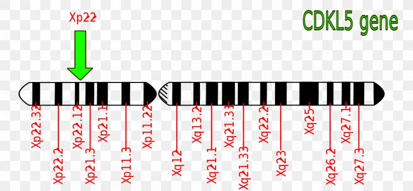 Adrenoleukodystrophy ABCD1 Disease X-linked Recessive Inheritance Mutation, PNG, 1200x557px, Adrenoleukodystrophy, Agy, Area, Brand, Diagram Download Free