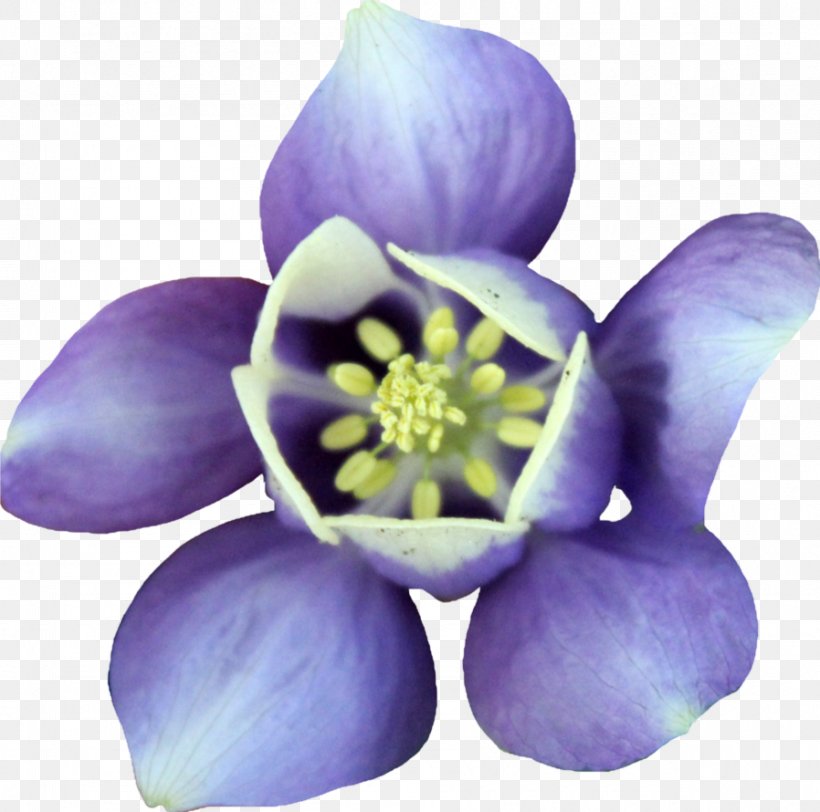 Clickable Petal Violet, PNG, 898x890px, Clickable, Darkest Hour, Deviantart, Flower, Flowering Plant Download Free