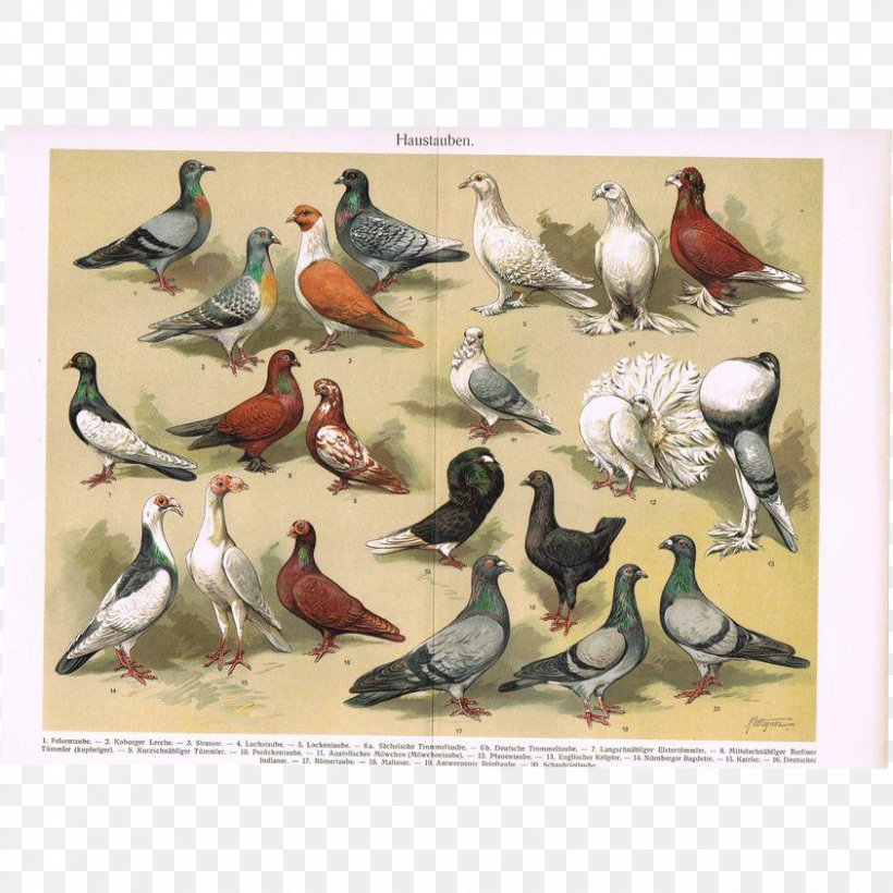 English Carrier Pigeon Homing Pigeon Columbidae Fancy Pigeon Fantail Pigeon, PNG, 843x843px, English Carrier Pigeon, Aviary, Beak, Bird, Breed Download Free