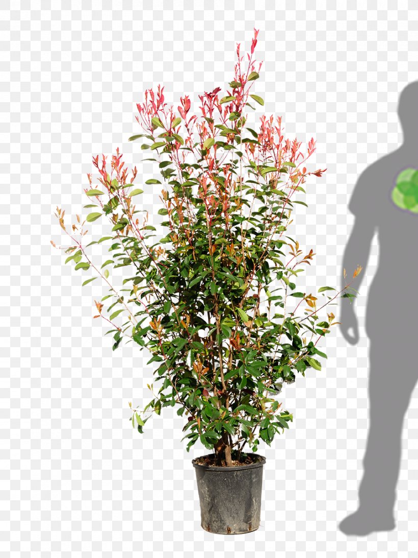 Flowerpot Houseplant Shrub Flowering Plant, PNG, 900x1200px, Flowerpot, Branch, Branching, Evergreen, Flower Download Free