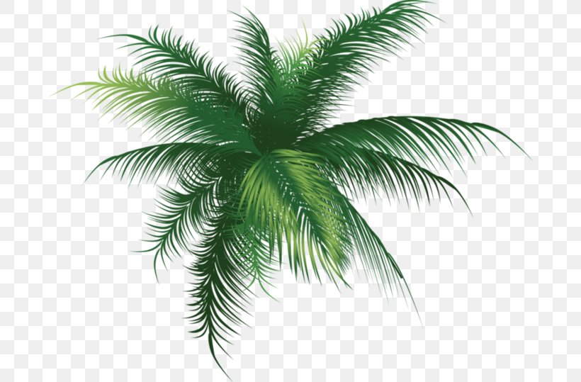 Arecaceae Tree Clip Art, PNG, 684x539px, Arecaceae, Arecales, Attalea Speciosa, Borassus Flabellifer, Coconut Download Free