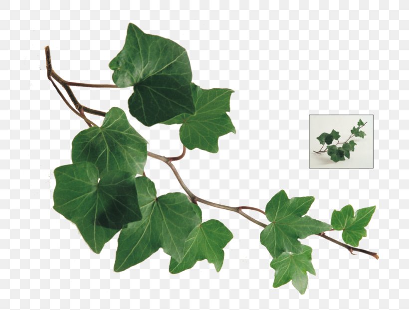 Branch Common Ivy Leaf Vine Twig, PNG, 768x622px, Branch, Araliaceae, Common Ivy, Flowerpot, Herb Download Free