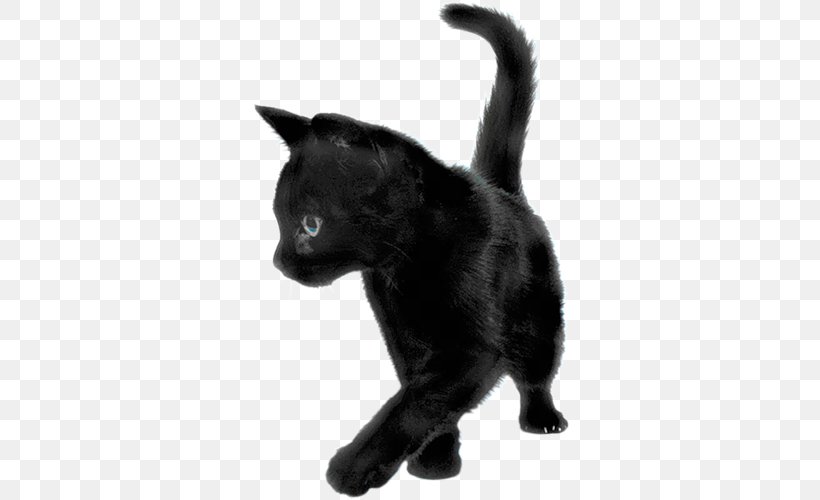 Kitten Persian Cat Savannah Cat Black Cat, PNG, 500x500px, Kitten, Black, Black And White, Black Cat, Bombay Download Free