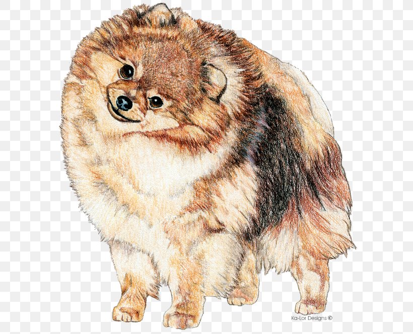 German Spitz Klein Pomeranian German Spitz Mittel Volpino Italiano Dog Breed, PNG, 600x664px, German Spitz Klein, American Cocker Spaniel, Art, Carnivoran, Companion Dog Download Free