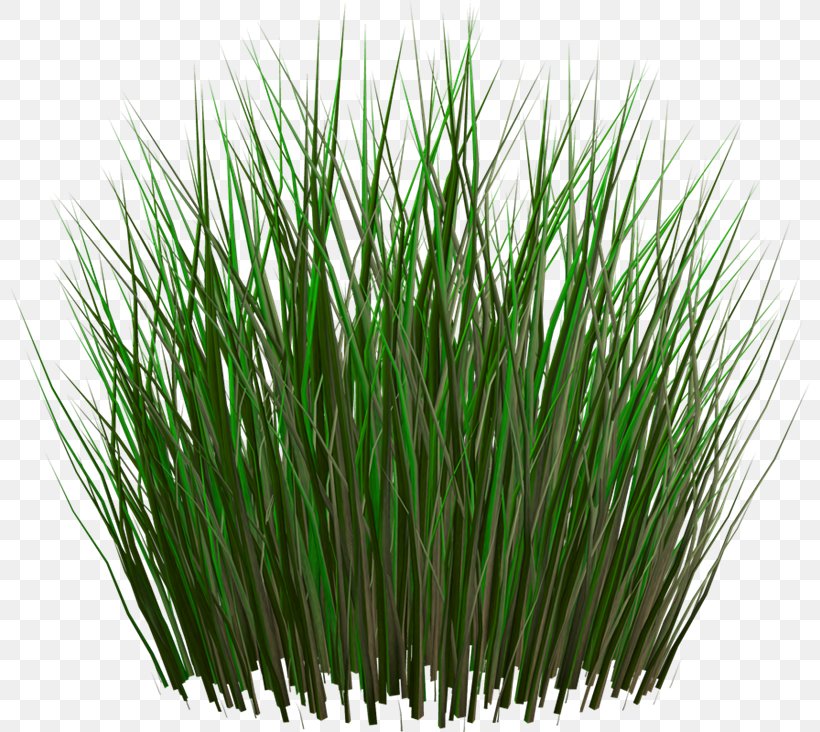 Lawn Clip Art, PNG, 800x732px, Lawn, Chrysopogon Zizanioides, Commodity, Grass, Grass Family Download Free