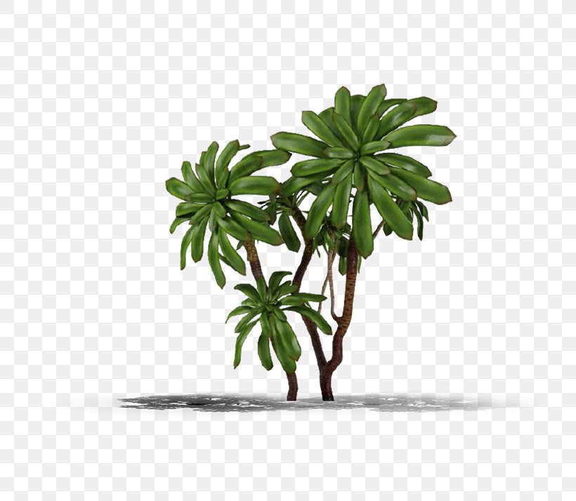 Tree Flowerpot Houseplant Plants Ornamental Plant, PNG, 714x714px, Tree, Bonsai, Chlorophytum Comosum, Coleus, Evergreen Download Free
