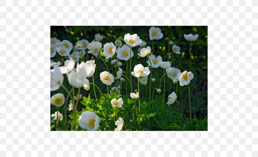 Anemone Coronaria Japanese Anemone Flower Bulb Plant, PNG, 500x500px, Anemone Coronaria, Anemone, Anemone Nemorosa, Annual Plant, Bride Download Free