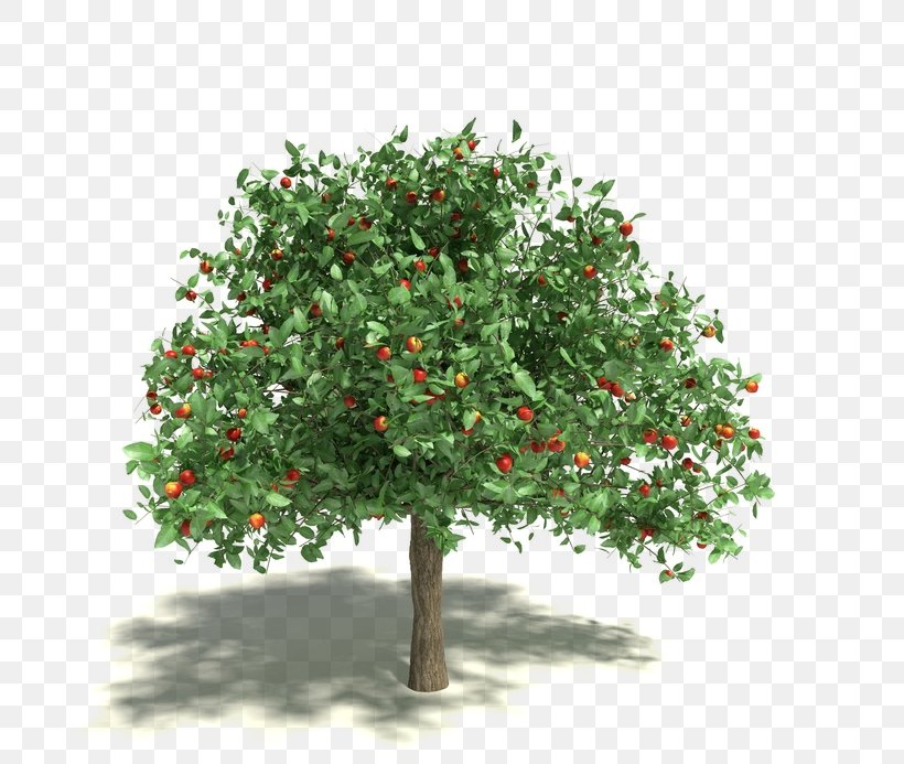 Apples Stock Photography Tree Clip Art, PNG, 693x693px, Apple, Apples, Branch, Evergreen, Fruit Tree Download Free