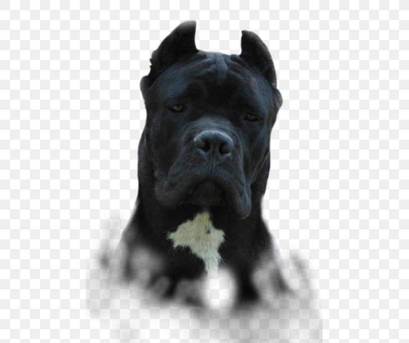 Cane Corso Presa Canario Dog Breed Guard Dog Snout, PNG, 475x688px, Cane Corso, Breed, Carnivoran, Dog, Dog Breed Download Free