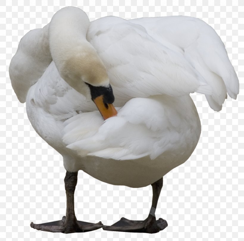 Cygnini Duck Goose, PNG, 856x846px, Cygnini, Art, Beak, Bird, Blog Download Free