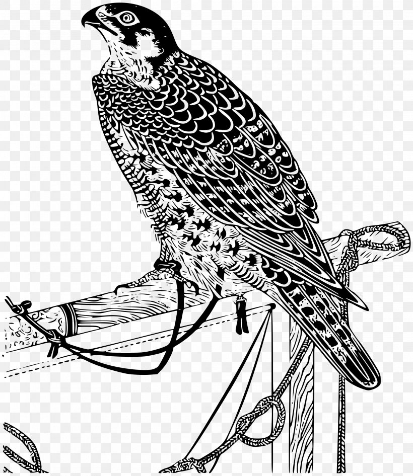Falcon Drawing Clip Art, PNG, 2080x2400px, Falcon, Art, Beak, Bird, Bird Of Prey Download Free