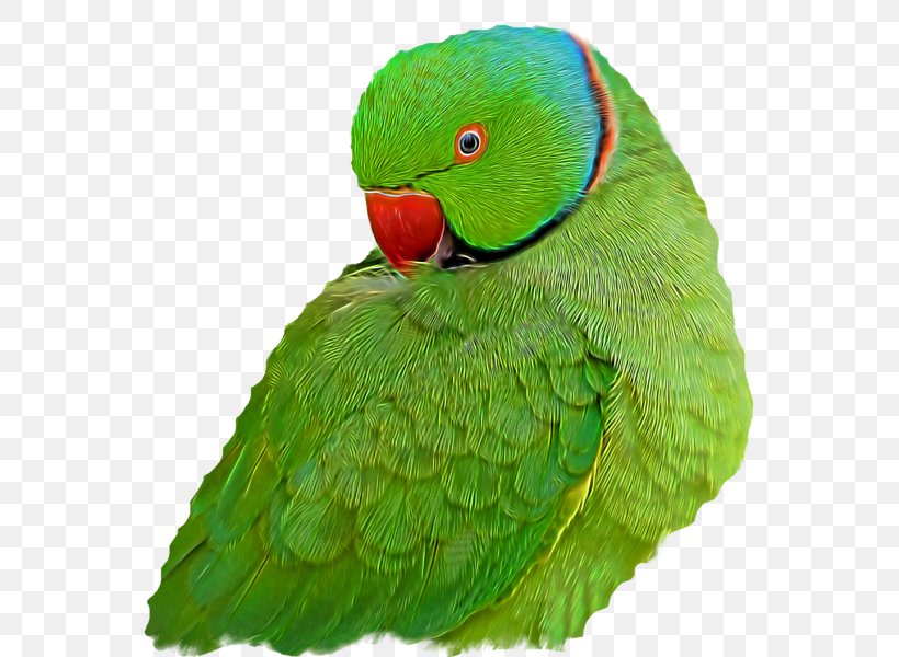 Macaw Loriini Parakeet Feather Beak, PNG, 600x600px, Macaw, Beak, Bird, Common Pet Parakeet, Fauna Download Free