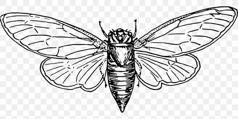 Colouring Pages Coloring Book Cicadoidea Australian Cicadas Illustration, PNG, 1280x640px, Colouring Pages, Arthropod, Artwork, Black And White, Butterfly Download Free