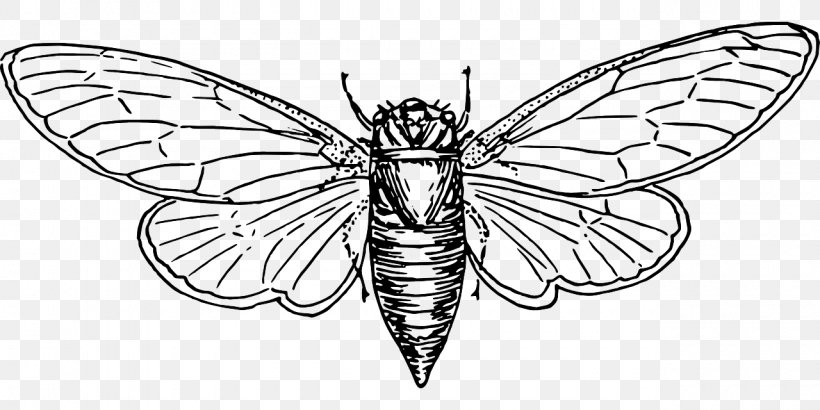 Download Colouring Pages Coloring Book Cicadoidea Australian Cicadas Illustration, PNG, 1280x640px ...