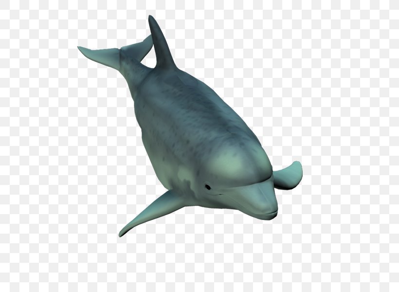 Common Bottlenose Dolphin Short-beaked Common Dolphin Tucuxi Rough-toothed Dolphin, PNG, 800x600px, Common Bottlenose Dolphin, Animal Figure, Dolphin, Fauna, Fin Download Free