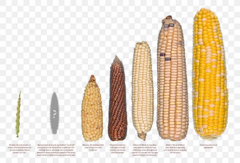Corn On The Cob Maize Corn Starch Teosinte Agriculture, PNG, 960x654px, Corn On The Cob, Agriculture, Baby Corn, Breed, Commodity Download Free