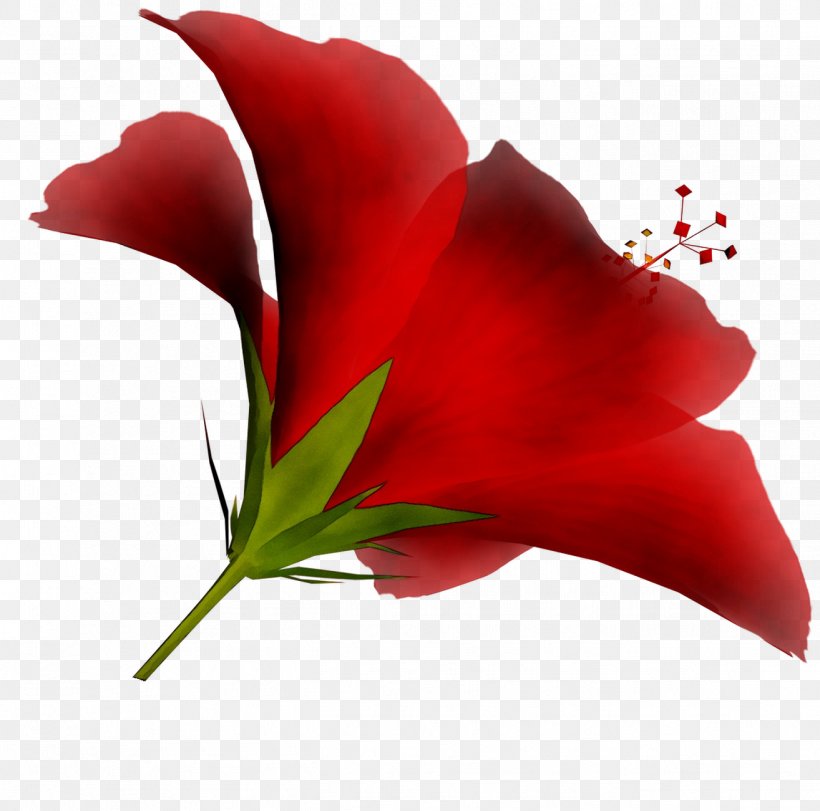 Garden Roses Cut Flowers Jersey Lily Plant Stem, PNG, 1314x1301px, Garden Roses, Amaryllis, Anthurium, Arum, Belladonna Download Free