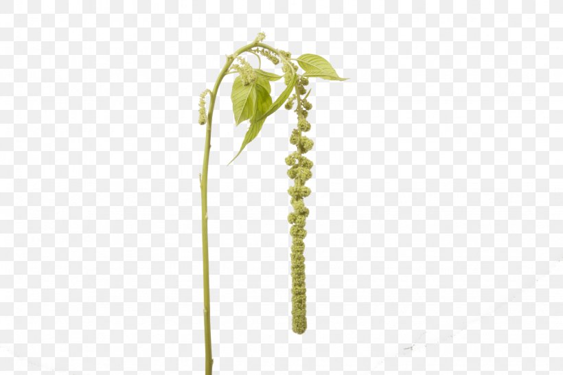 Holex Flower B.V. Plant Stem Leaf Amaranth, PNG, 1536x1024px, Holex Flower Bv, Amaranth, Boat Orchid, Cyclops, Daffodil Download Free