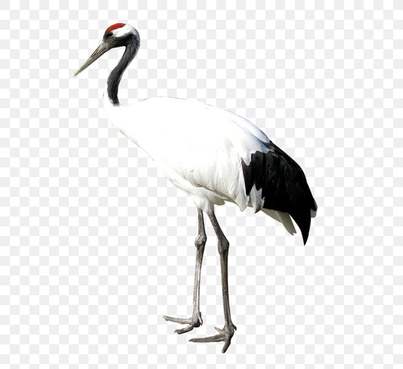 White Stork Red-crowned Crane Bird Heron, PNG, 750x750px, White Stork, Beak, Bird, Ciconiiformes, Crane Download Free