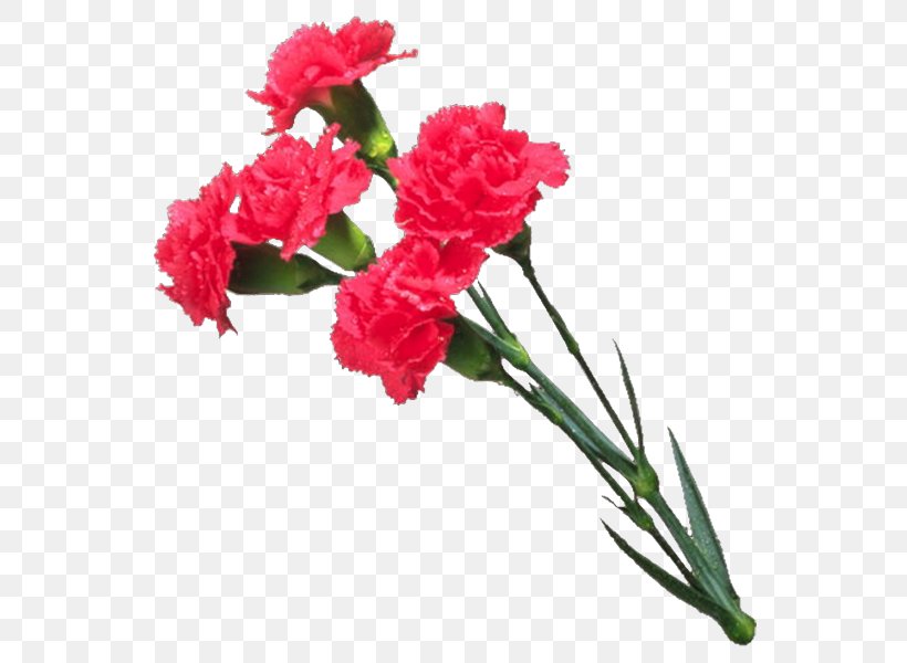 Carnation Cut Flowers Mother's Day, PNG, 577x600px, Carnation, Artificial Flower, Blog, Color, Cut Flowers Download Free