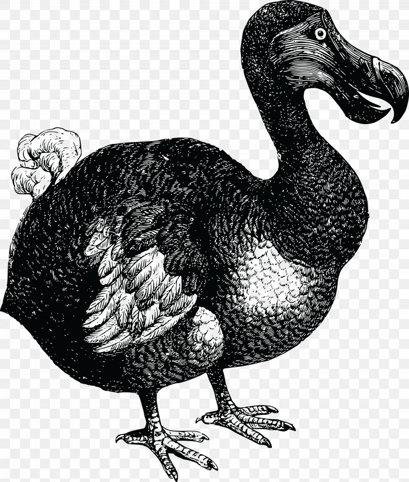 Dodo Flightless Bird T-shirt Clip Art, PNG, 4000x4721px, Dodo, Beak, Bird, Black And White, Chicken Download Free