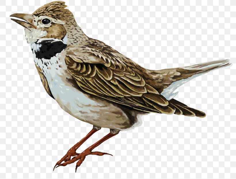 House Sparrow Bird Illustration, PNG, 800x621px, House Sparrow, Beak, Bird, Cartoon, Drawing Download Free