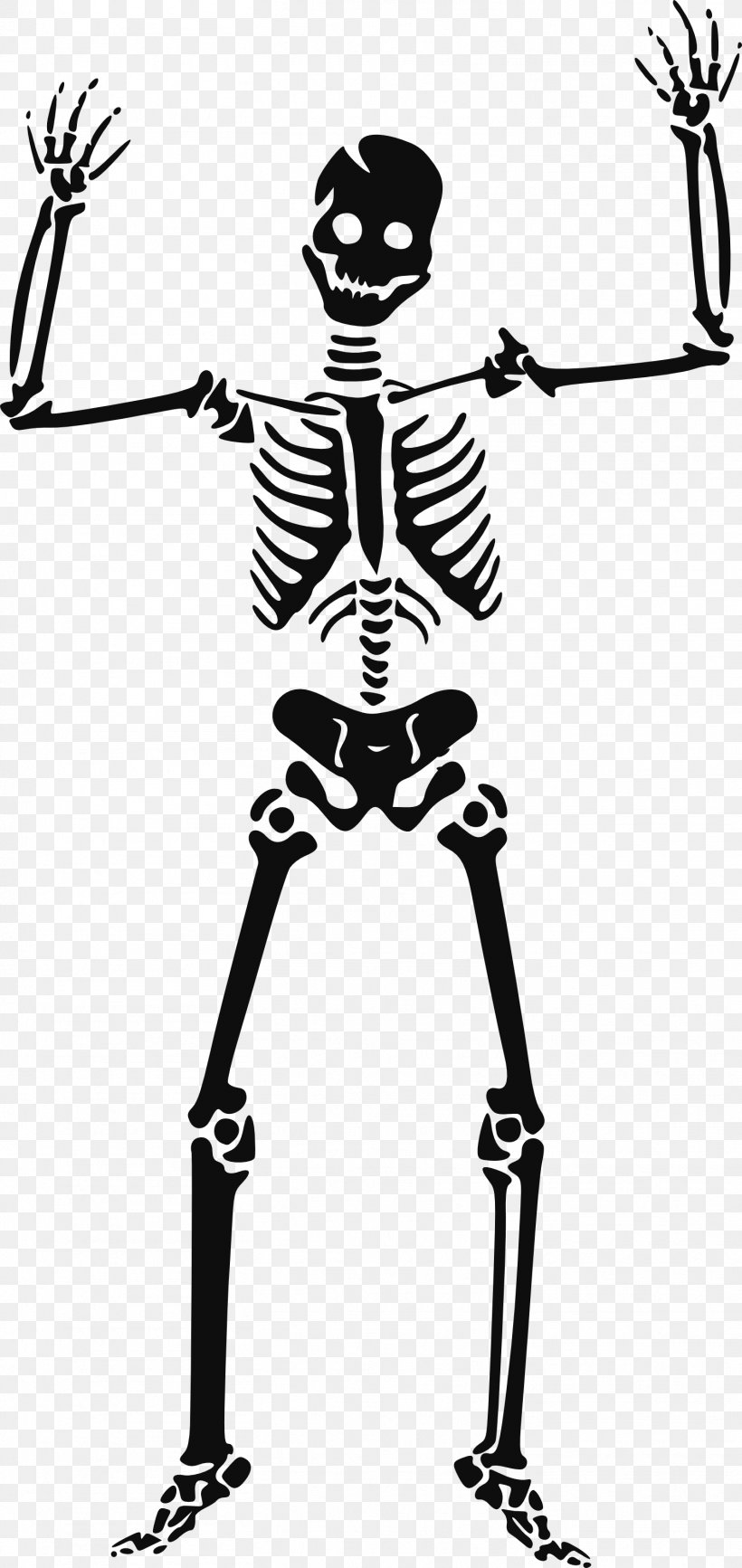 Skeleton Skull Clip Art, PNG, 1514x3200px, Skeleton, Art, Black And White, Halloween, Human Download Free