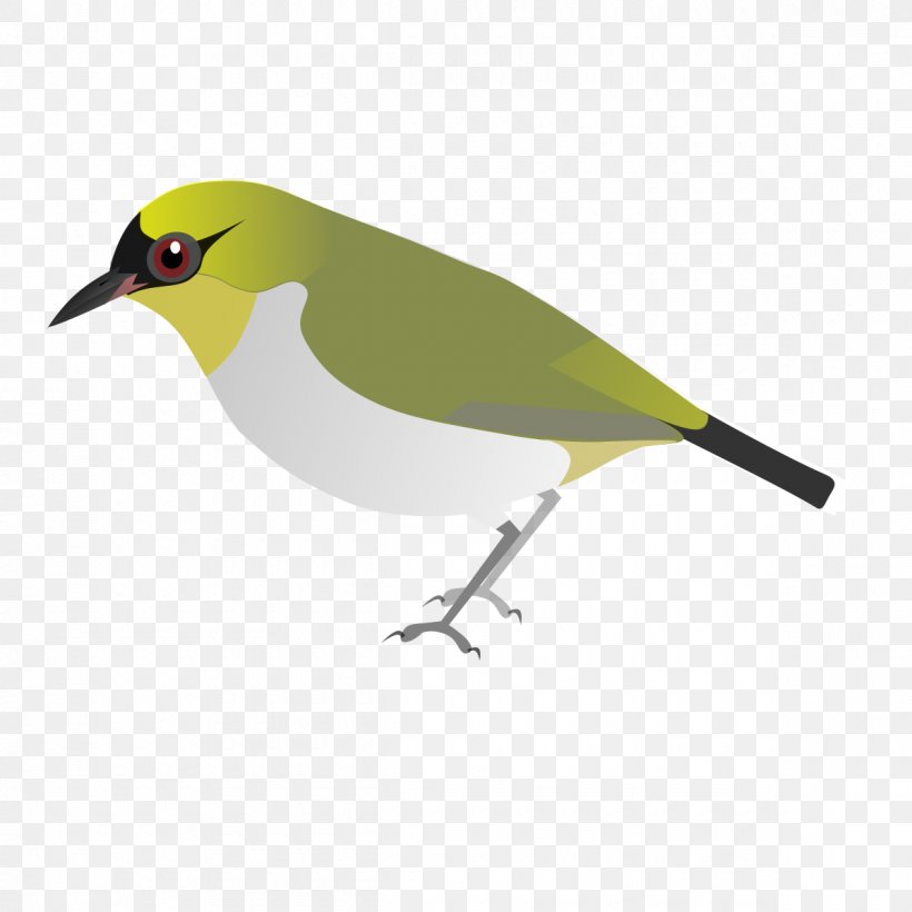 Togian Islands Eurasian Golden Oriole Togian White-eye Indian Golden Oriole White-eyes, PNG, 1200x1200px, Togian Islands, Beak, Bird, Eurasian Golden Oriole, Feather Download Free